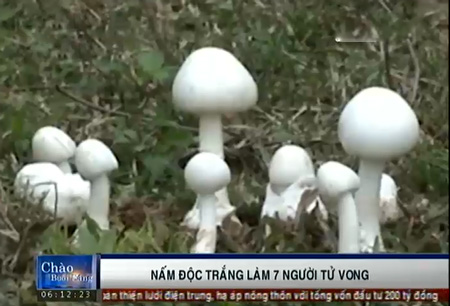 Nhận diện loại nấm độc trắng làm 7 người tử vong