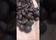 Máy rang nhập khẩu imf roaster