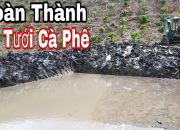 Máy Xúc Kobelco 40 Múc Hoàn Thành Ao Tưới Cà Phê Mùa Khô NTN